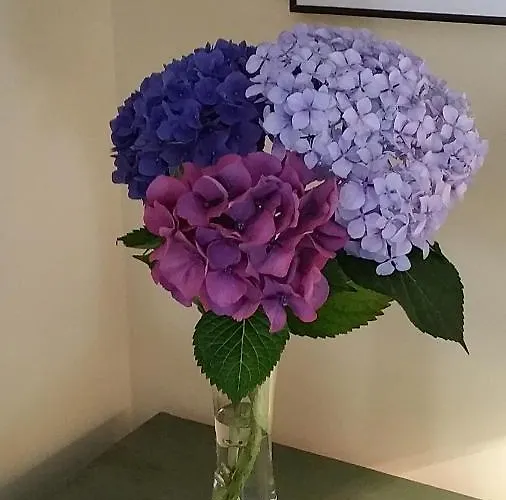 A Casa Do Buxo Dom wakacyjny